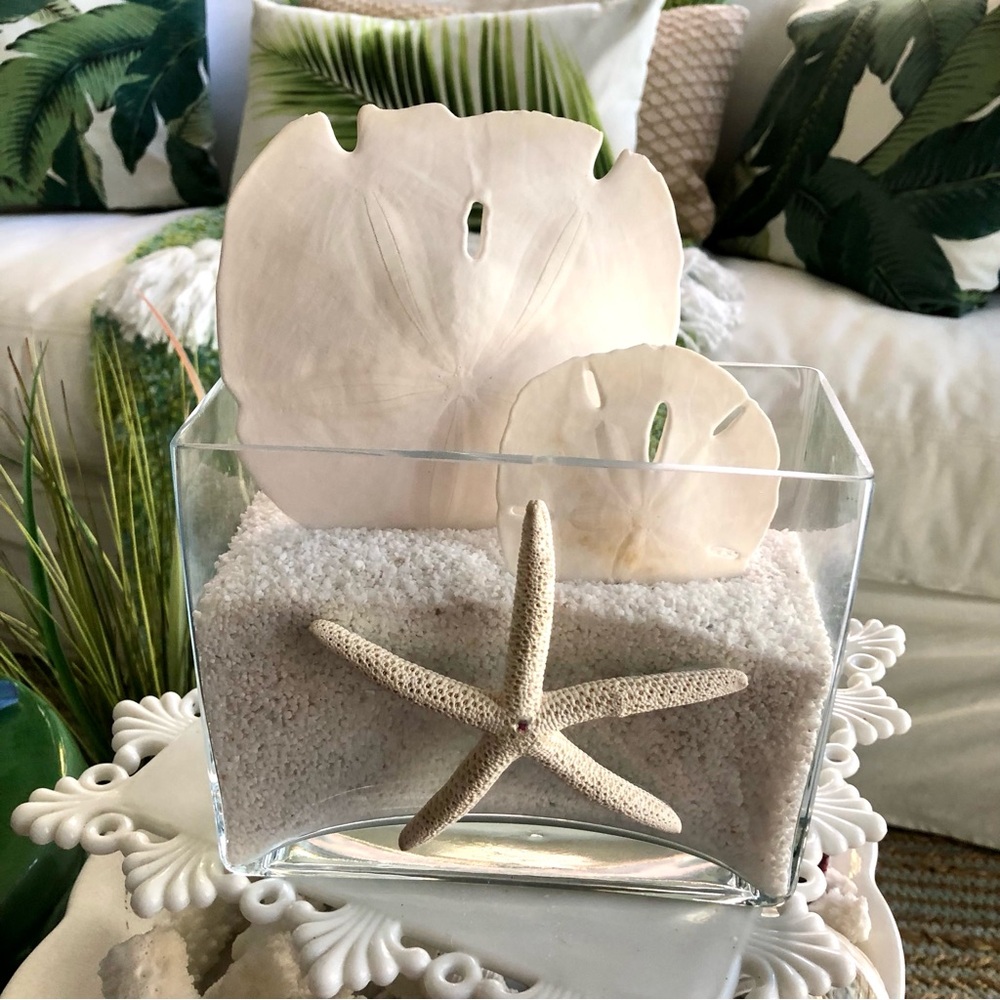 NEW! Elegant White Sand Dollar Starfish Art